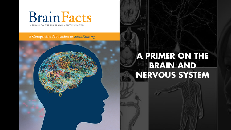 BrainFacts book cover "A primer on the brain and nervous system"
