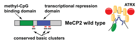 Function of MeCP2