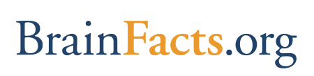 BrainFacts.org logo