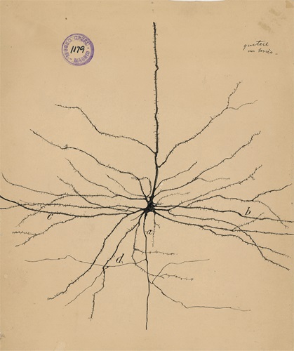 Hand drawn image by Santiago Ramón Y Cajal of a pyramidal neuron of the cerebral cortex. (1913) Courtesy of the Cajal Institute, “Cajal Legacy,” Spanish National Research Council (CSIC), Madrid, Spain