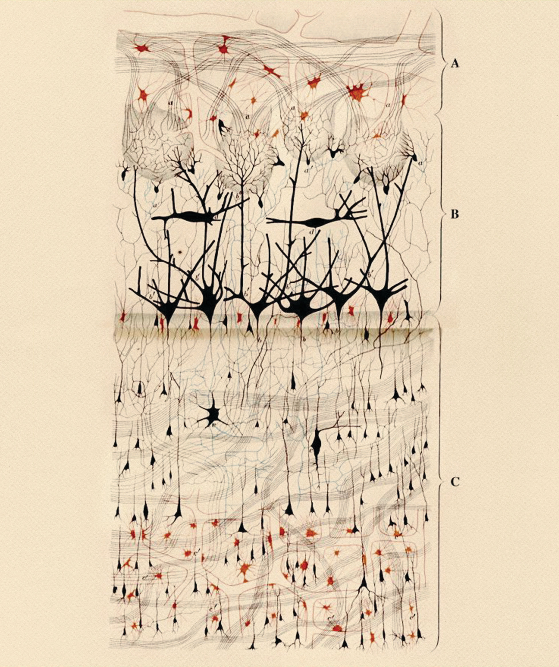 Hand Drawn image by Camillo Golgi of a dog's olfactory bulb. Published in: Golgi, C. (1875). Sulla Fina Struttura del Bulbi Olfattorii. Reggio-Emilia: Printer Stefano Calderini.