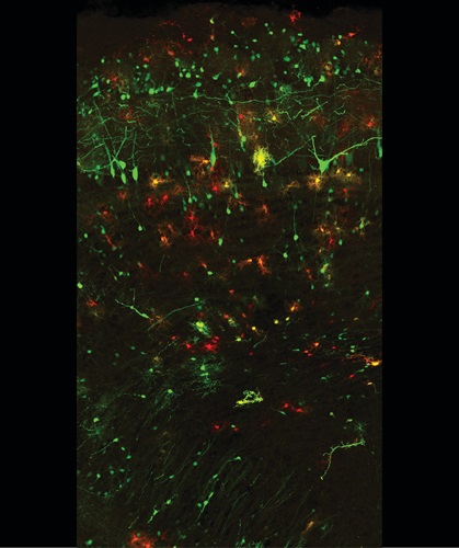 Olfactory bulb of adult mouse brain cells. Mitral cells and interneurons are labelled in green. Groups of glial cells are labeled in red. (2017) Courtesy, with permission: Rebeca Sánchez-González and Laura López-Mascaraque, Instituto Cajal-CSIC, Madrid (Spain).