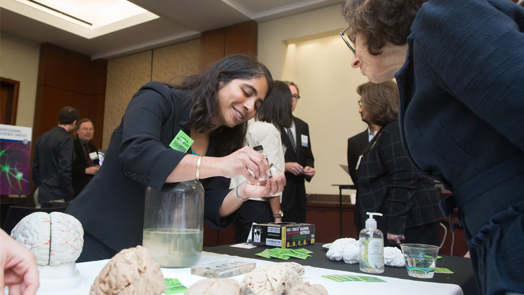 Person examining a brain at the 2018 SfN Brain Fair
