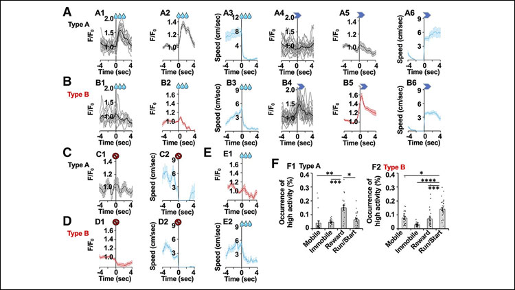 Graphs representing the dynamics of serotonergic fiber activity in CA1