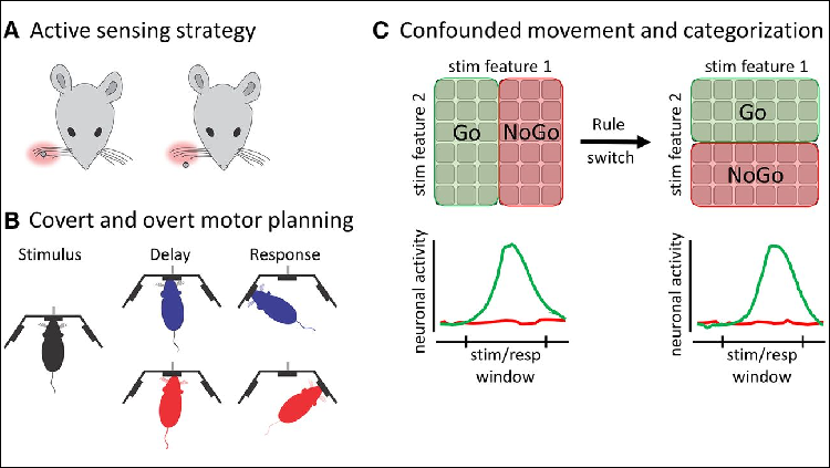Figure from JNeurosci article entitled "The Importance of Accounting for Movement When Relating Neuronal Activity to Sensory and Cognitive Processes"