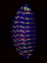 This image shows the expression of miR-263b in a stage-16 Drosophila embryo