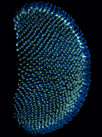 This image shows the axonal projections of R7 photoreceptors in the Drosophila medulla (axons in blue, axonal terminals in green).
