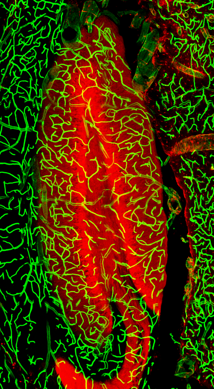 Confocal image of hippocampal dentate gyri showing granule cells expressing tdTomato (red) and blood vessels labeled with DyLight 649-lectin (green).