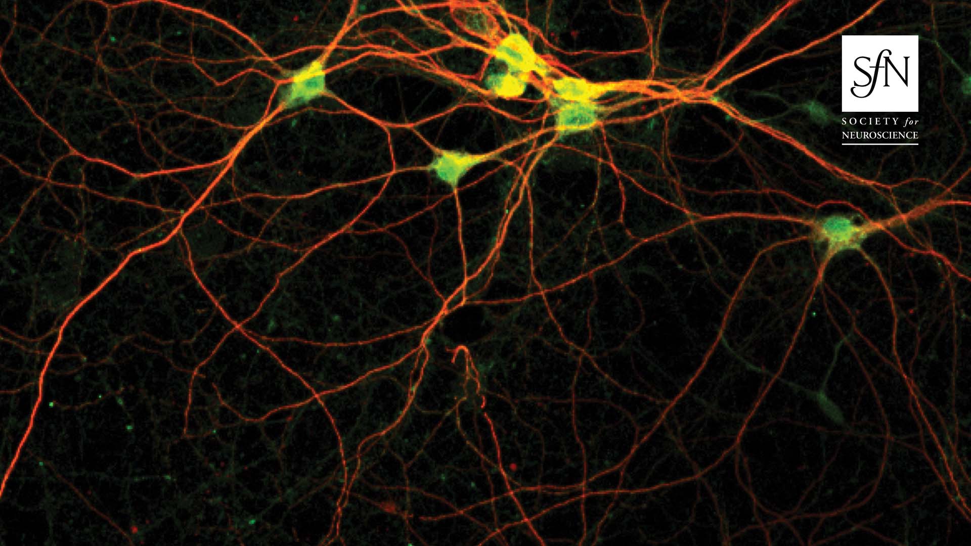 The image shows cultured neurons from mouse cortex labeled with the dendritic marker protein MAP-2 (red) and the protein kinase SLK (green). In neuronal cells, SLK regulates the formation of the distal dendritic tree and the stabilization of inhibitory synapses. For more information, see the article by Schoch et al. (pages 8111–8125). Cover image: Barbara K. Robens.