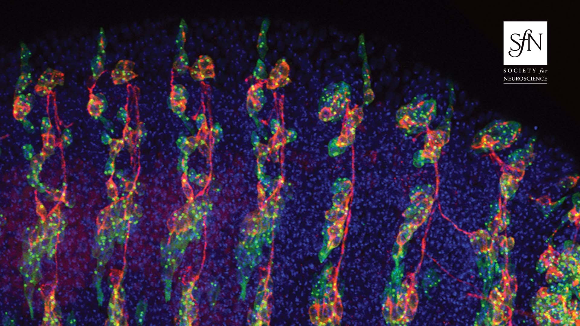 This image shows the expression of miR-263b in a stage-16 Drosophila embryo. Sensory neurons are shown in red, nuclei in blue (DAPI), and expression of the miR-263b driver in green. For more information, see the article by Klann et al. (pages 8297–8308). Cover image: Marleen Klann and edited by Claudio R. Alonso.