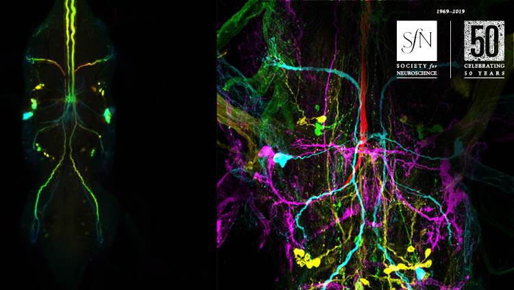 Image from Newly Identified Electrically Coupled Neurons Support Development of the Drosophila Giant Fiber Model Circuit