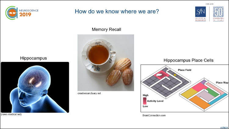 three images: one of the hippocampus highlighted, the next a cup of tea with biscuits, and and the last a diagram of a mouse maze.