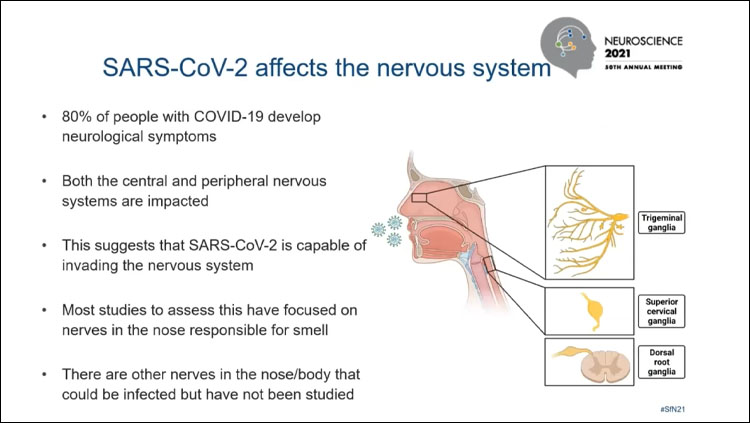 Image of a slide that explains how SARS-CoV-2 affects the nervous system. "80% of people with COVID-19 develop neurological symptoms. Both central and peripheral nervous systems are impacted. This suggest SARS-CoV-2 is capable of invading the nervous system. Most studies to assess this have focused on the nerves in the nose responsible for smell. There are other nerves in the nose/body that could be infected but have not been studied.